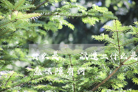 什么是勞務派遣工(什么是勞務派遣工?它的權益保障有何區別?)