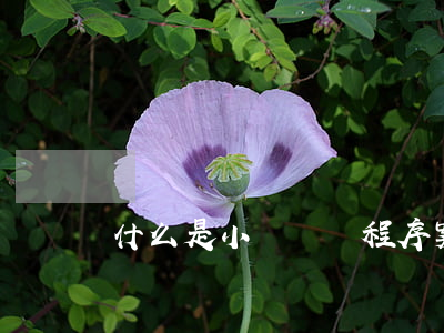 什么是小額訴訟程序案件