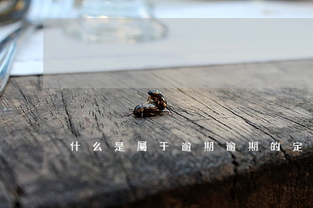 什么是屬于逾期(逾期的定義是什么)