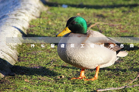 什么是建筑工程分包合同纠纷
