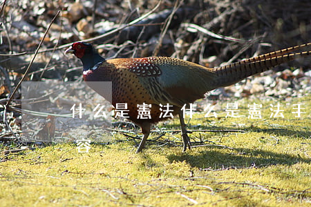 什么是憲法(什么是憲法手抄報內(nèi)容)