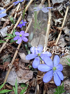 什么是按揭贷款
