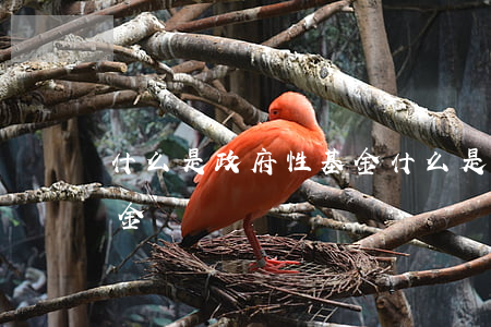 什么是政府性基金(什么是政府性基金預算資金)