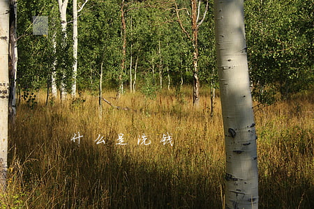 什么是洗钱