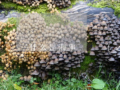什么是海事賠償責(zé)任限制基金
