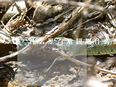 什么是直系親屬(什么是直系親屬都有誰)