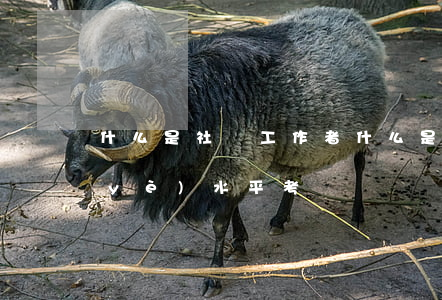 什么是社會工作者(什么是社會工作者職業(yè)水平考試)
