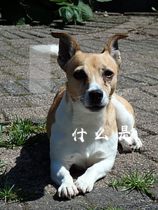 什么是職業(yè)病