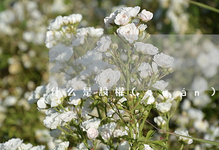 什么是股權(quán)激勵