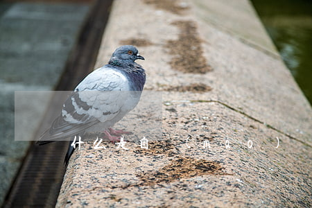 什么是自貿(mào)區(qū)