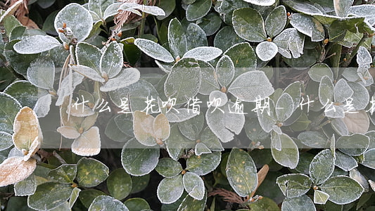 什么是花呗借呗逾期-什么是花呗借呗逾期