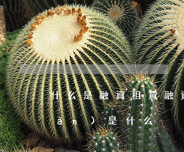 什么是融資租賃(融資租賃的主要特點(diǎn)是什么)