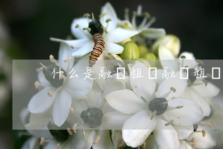 什么是融資租賃(融資租賃的主要特點是什么)