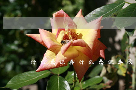 什么是证券(什么是证券股)