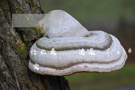 什么是車輛追尾責(zé)任認(rèn)定