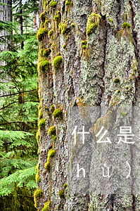 什么是辯護(hù)律師(律師怎樣為辯護(hù)人辯護(hù))