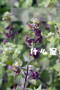什么是逾期账款（什么是逾期账款）
