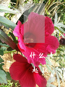 什么是銀行貸款還不起 什么是銀行貸款還不起款