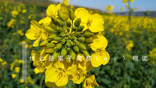 什么是電子商務(wù)物流