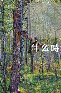 什么時候放開二胎，什么時候放開二胎政策