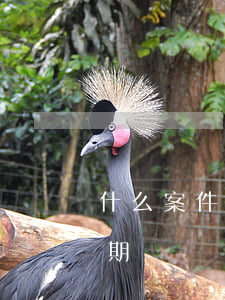 什么案件沒有追訴期(刑事案件為什么有追訴期)