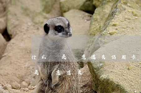 什么樣是惡意透支信用卡(信用卡怎么樣才算是惡意透支)