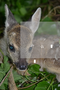 什么樣的律師函件才是合法的(律師函是律師發(fā)的嗎)