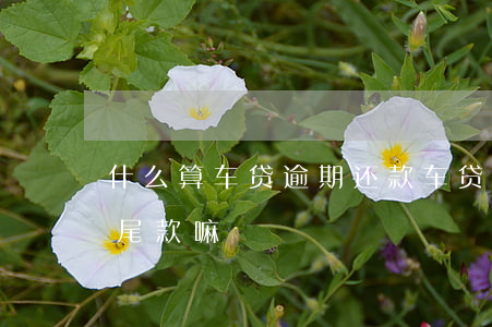 什么算车贷逾期还款(车贷逾期需要还上全部尾款嘛)
