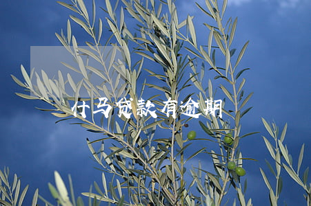 什马贷款有逾期