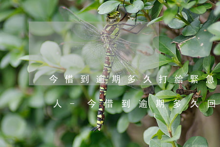 今借到逾期多久打給緊急聯(lián)系人-今借到逾期多久回打通訊錄電話