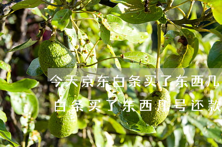 今天京东白条买了东西几号还款-今天京东白条买了东西几号还款啊