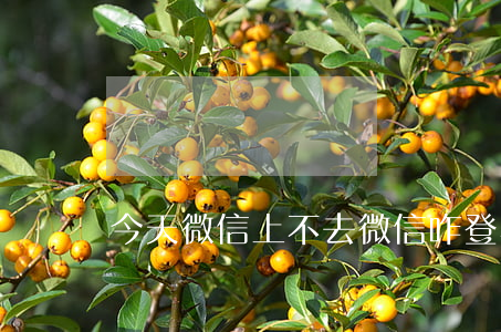今天微信上不去(微信咋登不上去了)