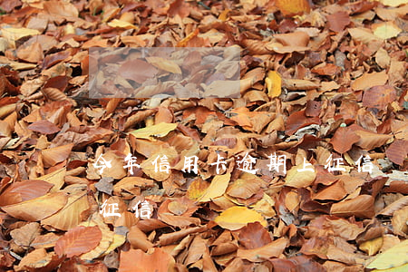 今年信用卡逾期上征信嗎(信用卡逾期一期上征信嗎)