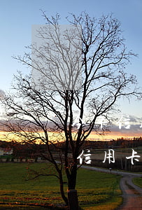 今年信用卡逾期了還能辦嗎(逾期了還可以辦信用卡嗎)