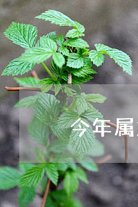 今年属龙女打离婚官司能赢吗