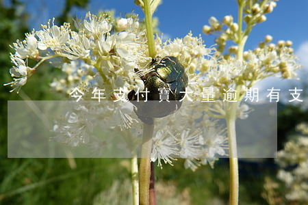 今年支付寶大量逾期(有支付寶逾期的嗎)