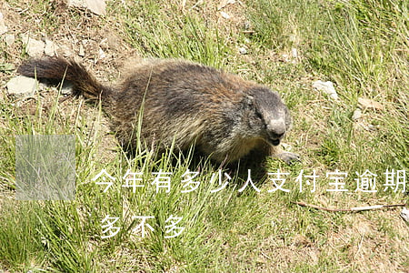 今年有多少人支付宝逾期(今年支付宝逾期的多不多)