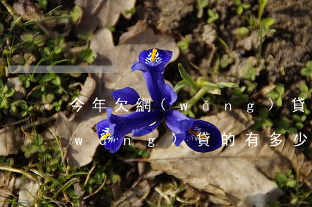 今年欠網(wǎng)貸的人多不多(欠網(wǎng)貸的有多少人)
