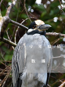 今年疫情期信用卡逾期起訴（疫情信用卡逾期數據）