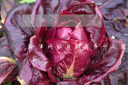 今年网贷逾期有多少人(国内网贷逾期的有多少人)