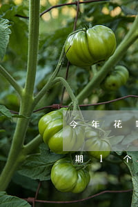 今年花呗逾期一个月会不会上征信-花呗逾期1个月上征信吗?花呗逾期有什么后果