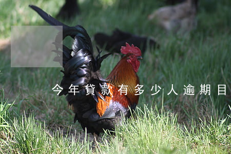 今年貸款有多少人逾期(目前有多少人逾期)