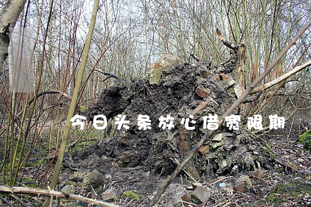 今日头条放心借宽限期