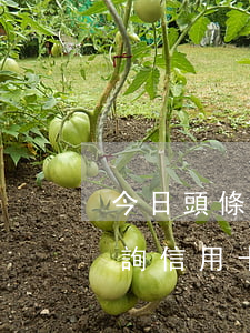 今日頭條查詢信用卡逾期怎么查（今日頭條查詢信用卡逾期）