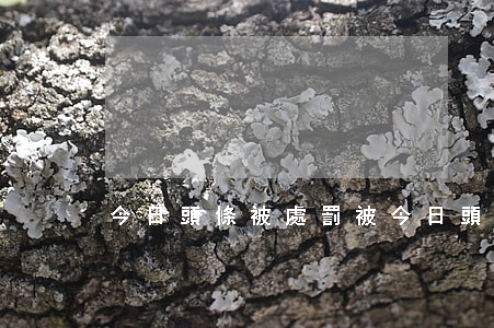 今日頭條被處罰(被今日頭條封號了怎么辦?)