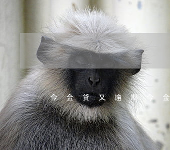 今金貸又逾期(今金貸中院)