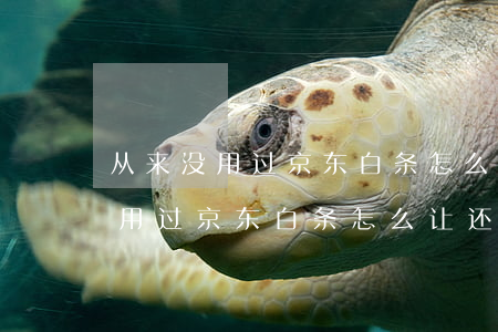 从来没用过京东白条怎么让还款呢-从来没用过京东白条怎么让还款呢