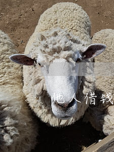 他人借钱怎么打官司(他人借钱不还怎么起诉)
