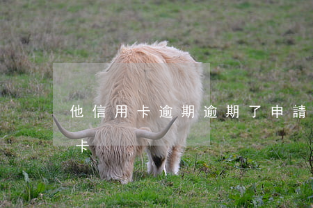 他信用卡逾期(逾期了申請(qǐng)信用卡)