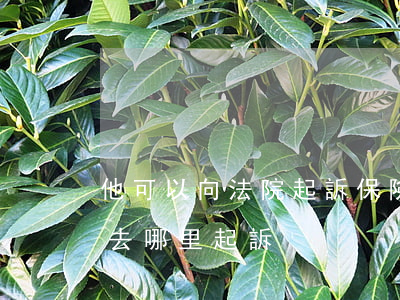 他可以向法院起訴保險公司嗎(保險公司糾紛去哪里起訴)